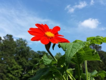 savethebeesnc's profile picture. Educating consumers about the importance of saving our bees! In cooperation with http://t.co/NZzZLm0jWN