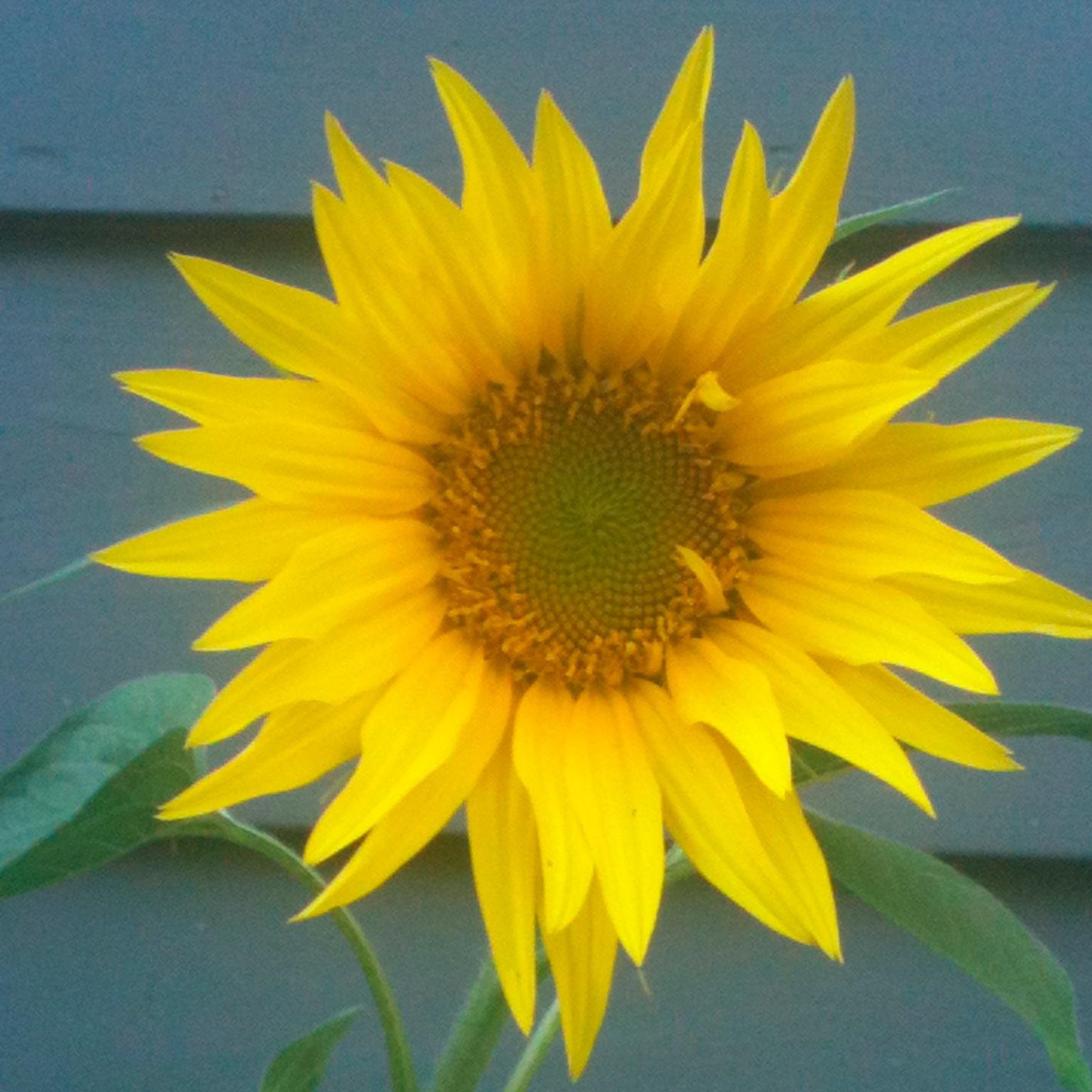 Wife, mother, friend, teacher. Interested in life- long learning and new adventures.