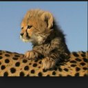 Mark Crow - @weihmuller10 - Twitter