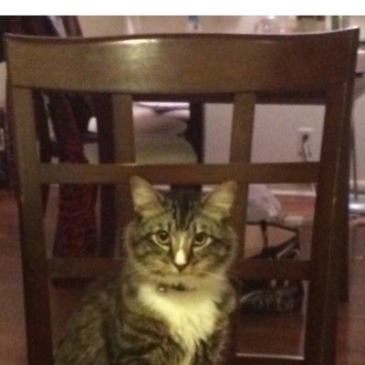 LordRocketIII's profile picture. I am the lord of destruction of furniture, bugs, and yarn. I just like retweeting funny things i see.