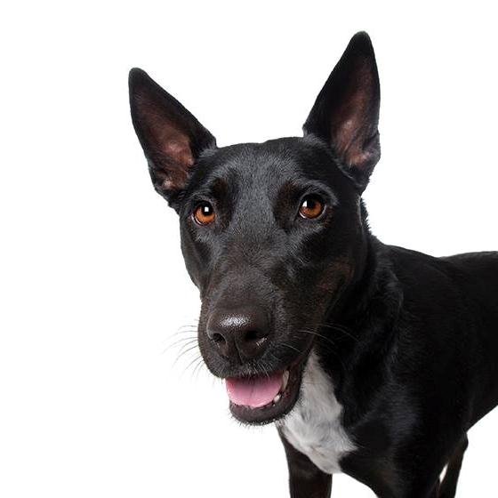 Koda the Kelpie cross.
Unofficial leaf chaser of Australia.
Adopted in 2010.
My life in the west has never been better.
See the world from my eyes.
