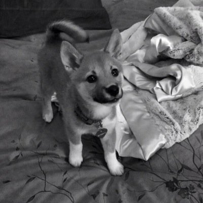 woof woof, its fawkes kitty. i am the 1/4 out of @arianagrande's dogs and yes, the sassiest