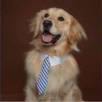 Grand Old Pooches Barker Of The House