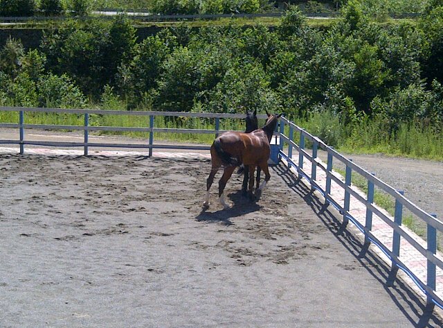 Shosho20032's profile picture. سأنتظر ماسيأتي ، وسيأتي ما أنتظر~♥