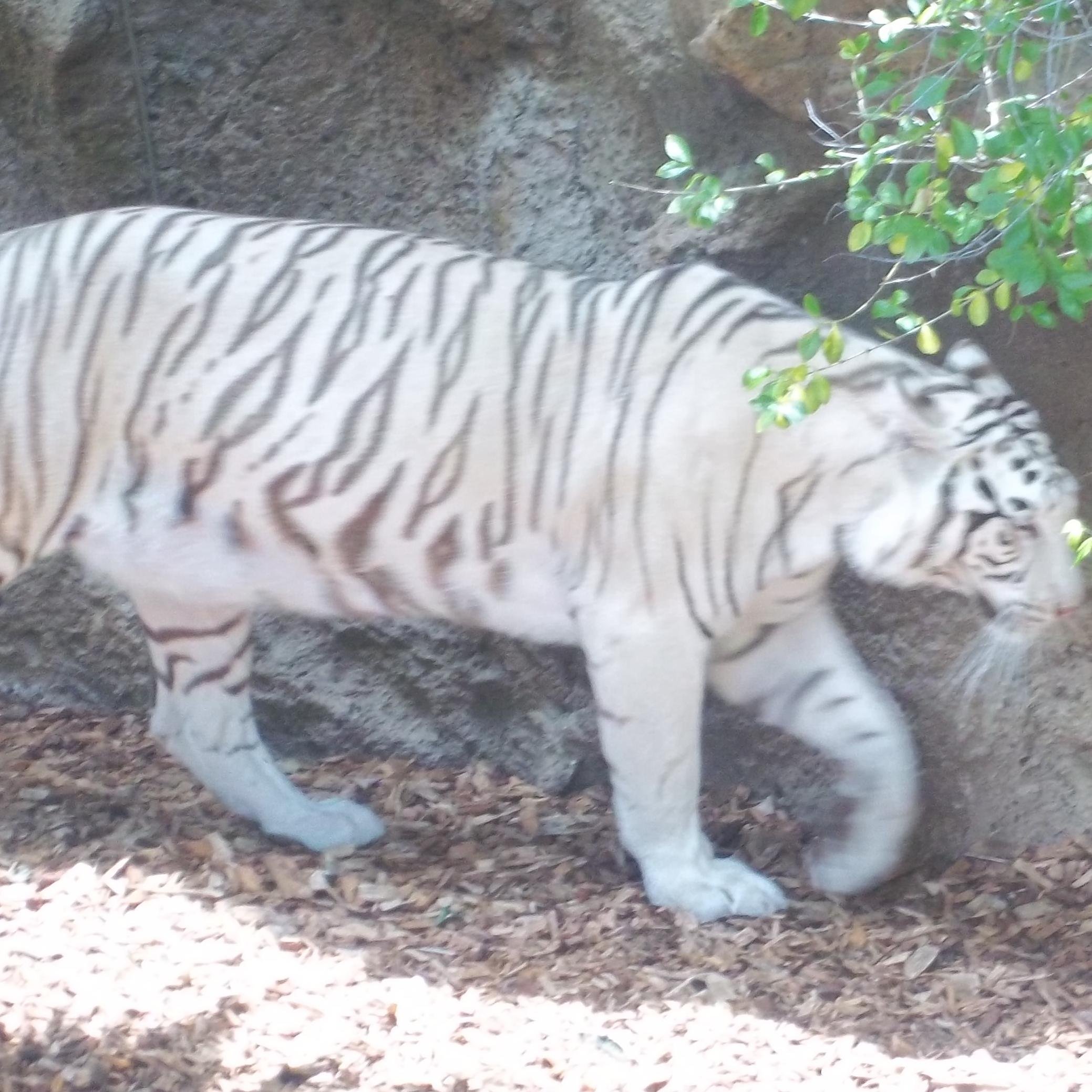 gustavofdeztfe's profile picture. 