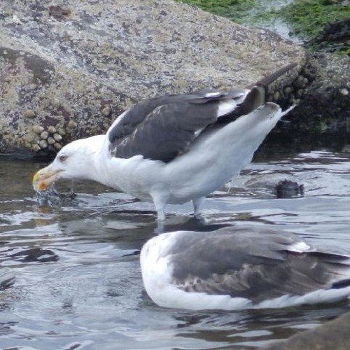 EcologyGuyUK's profile picture. Biologist; behavior and natural sciences. Love photography. Biology & wildlife tweets, cos I can. Radical views are my own!