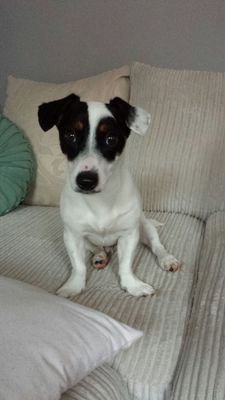 SirPatchy's profile picture. Pet, friend, brother and excellent kisser. Love my mum, dad and my best friends Alfie and Henry.