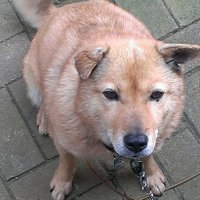 虎徹＠🍑饅頭 (@hanihanitiger) 's Twitter Profile