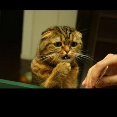 取引用アカウント。20↑です。常識あるお取り引きを心がけております。普通郵便での発送事故について責任は負えません。（問い合わせ等はさせていただきます）素人の管理ですので神経質な方はご遠慮お願いします。ゆうちょ対応。お取引中は念のためフォローをお願い致します。お取引後はフォロー解除ご自由にどうぞ。