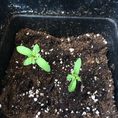 This twitter page shows you how a small balcony tomato grows with cellmax soil and organic fertalizers