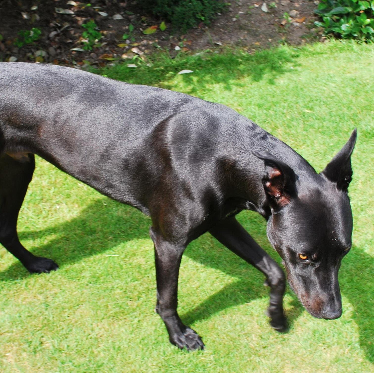BoLurcher's profile picture. Very handsome rescued bull lurcher;  who is frisky; sensitive; soft; curious; trusting; loyal; a terrible thief and absolutely adorable.