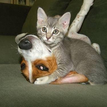 AngelaPersian's profile picture. 