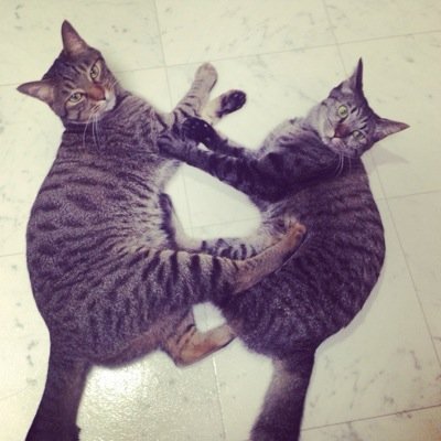 chiaki7412412's profile picture. 贔屓は、変わらず望海風斗（だいもん）様。宝塚はゆるっと。東京ヤクルトスワローズ、#55#20#7#33#4#51応援中。猫派。THE ALFEE🔰元バンギャ。雑多垢です。