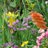 wythamgarden's profile image