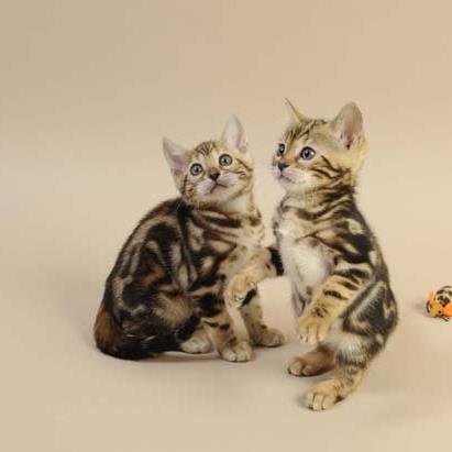 Hello! My name is Conny Schiffer, myself and Ivan are hobby Breeders and Bengal cat enthousiasts. We'd like to share that with you :)