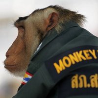 Bring back AH (@sfspaulding) 's Twitter Profile