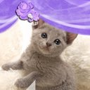 子猫大好き (@0920Nmb) Twitter