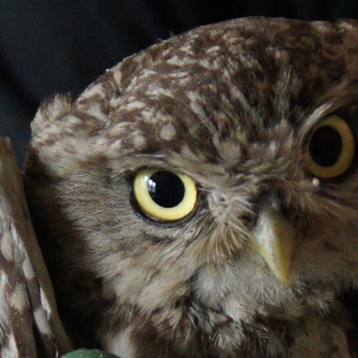 Aime:mon pays,la nature,les animaux. Déteste: menteurs,hyppocrites,manipulateurs, profiteurs = nos soi-disant dirigeants et ceux qui se reconnaitraient