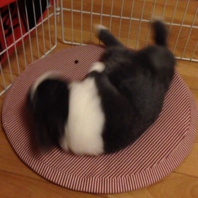 あまりつぶやきませんが、うさぎさんとオオバンさんが特に好きな動物好きです。