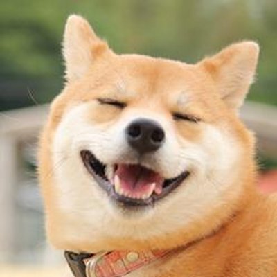 犬の変顔bot Inuhonobono Twitter 犬の変顔bot Inuhonobono Twitter