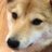 Doge_Bella's profile image