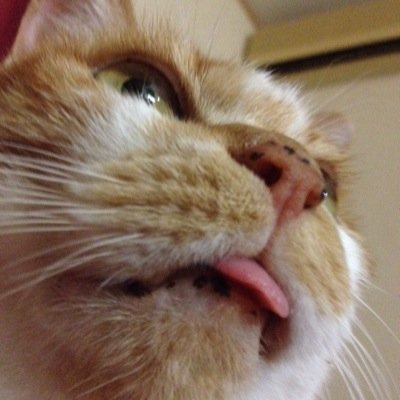 SAOさんのプロフィール画像