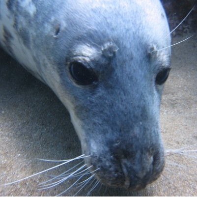 SolO2diving's profile picture. We are a group of enthusiastic scuba divers in Surrey, Hampshire and Sussex. We have a group of highly skilled & experienced PADI instructors.