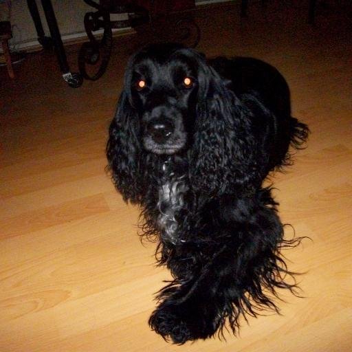 garrahouere's profile picture. Conviction et détermination - 
Paris - Haute Garonne