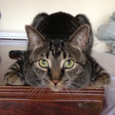 TheHumaneHuman's profile picture. Living happy and healthy while respecting animals and the environment • Humane • Vegetarian • Vegan • Recipes • Cosmetics • Animals • Environment • Love