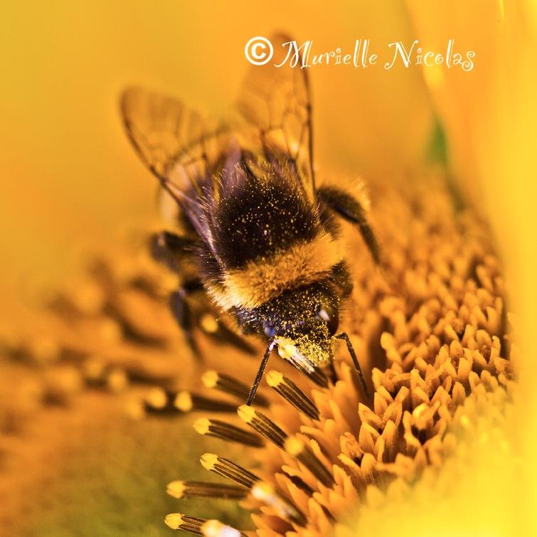 MurielleNicolas's profile picture. Jersey resident for over 30 years, I am a keen photographer and a stained glass artist.