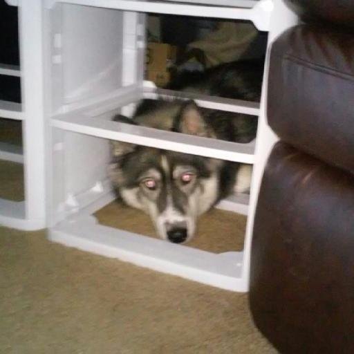 IntertechPTroup's profile picture. In God we trust ALL others we verify. INCLUDING YOU!!!