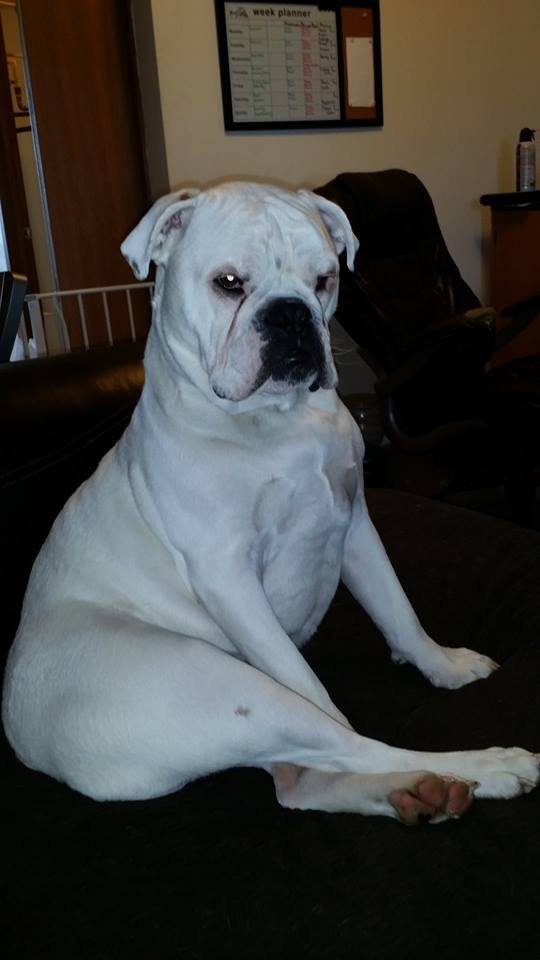 I like bones, Pig ears, long runs in the yard and most of all scratches from mom and dad!