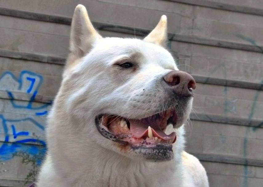 My name is Tango, I am a white Japanese Akita and I was born in the great wilderness of Canada. Follow for pictures of me! 🤪
