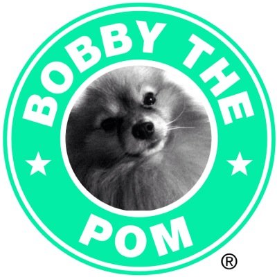 Living the life of a waving pomerainian instagram @BobbythepomUK