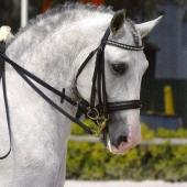 Spanish Horses sales & exporters

mlhorses@hotmail.com