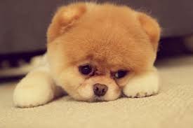 I love my puppy. But he's a bad puppy! 

I tweet about pretty much anything so don't complain :)