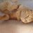 KittyAtWilland's profile image