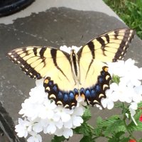 Randy Kinsley (@pieintheskymom) 's Twitter Profile Photo Randy Kinsley (@pieintheskymom) 's Twitter Profile Photo