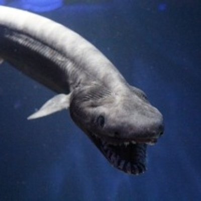 深海魚図鑑 Deepseafish 002 ট ইট র