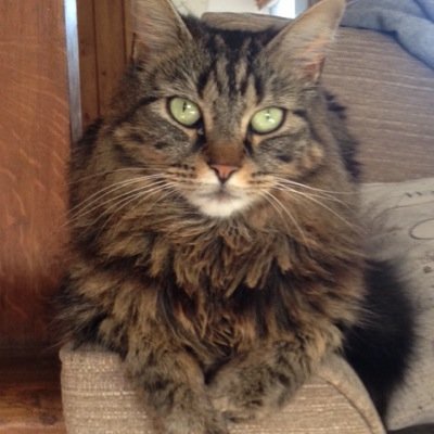 The Official Twitter for Tinks Cat.