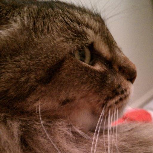 SpiderCatMeow's profile picture. Fat Cat YOLO'ing through life. I have an awesome mom, @EstherBunny