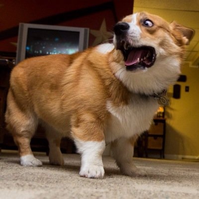 dogtopia1's profile picture. who run the world? corgis