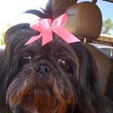 Donna Stringer - @DonnaDshiver - Twitter