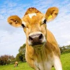 The best Jersey Cow Ice Cream and Ice Cream Sandwiches. Local ingredients, over 95% organic & hand-crafted. Buy: http://t.co/Plbv7ziL6H