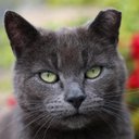 Celeste Mack - @sillycelestine - Twitter