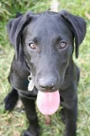 a long suffering black dog who lives in killeeneen. All views expressed here are not my own.