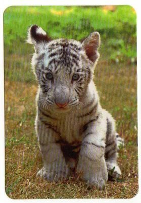 alegandromurcia's profile picture. 