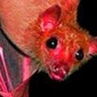 RedBatNick (@redbatnick) 's Twitter Profile