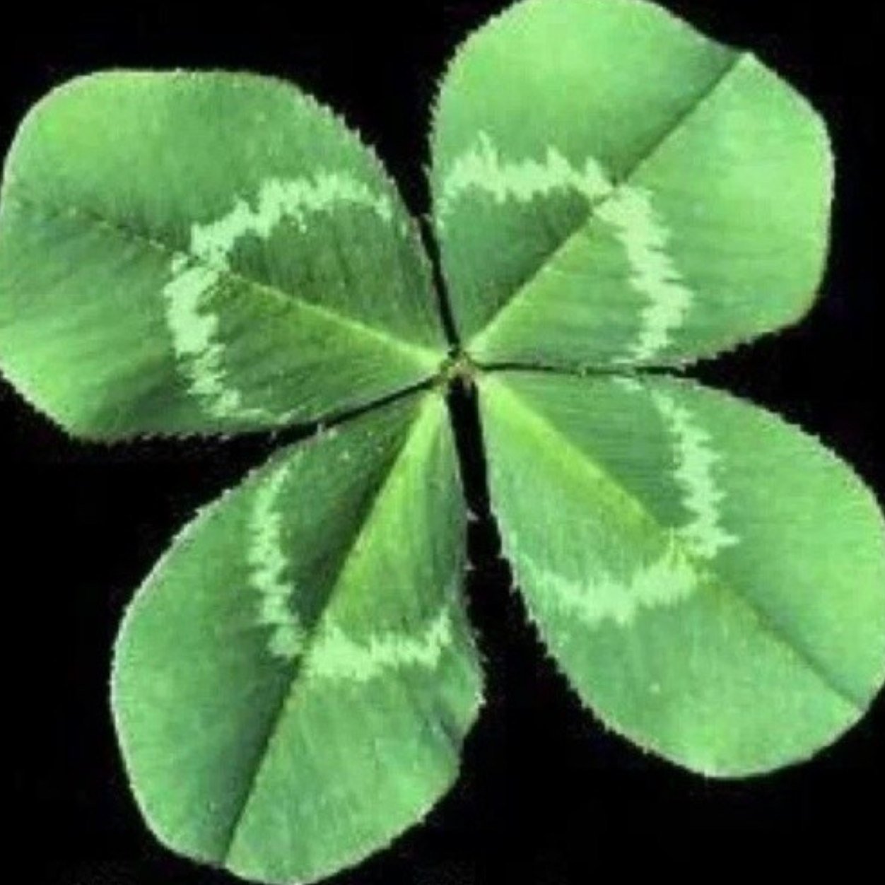 1st Grade Teacher, mom of 3 , 100% Irish