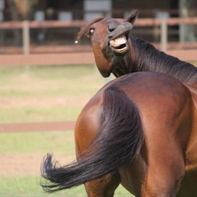 Straight from the horse's mouth